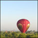 Balloons Over Bagan